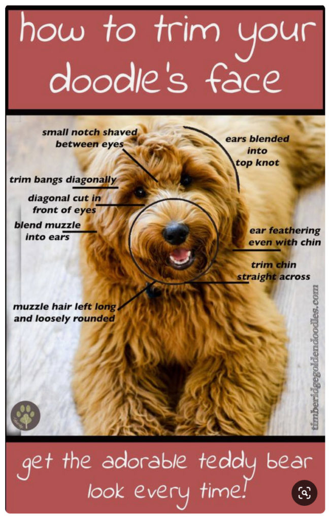 7 Creative Haircuts Goldendoodle Haircuts [With Pictures] 2