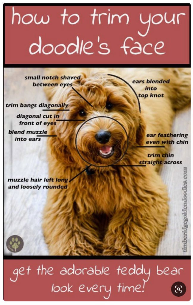 Goldendoodle Color Chart