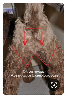 7 Creative Haircuts Goldendoodle Haircuts [With Pictures] 3