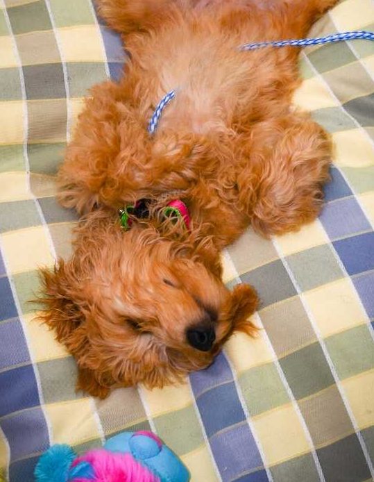 1-why-do-dogs-sleep-on-their-backs-dogs-doodles-puppies