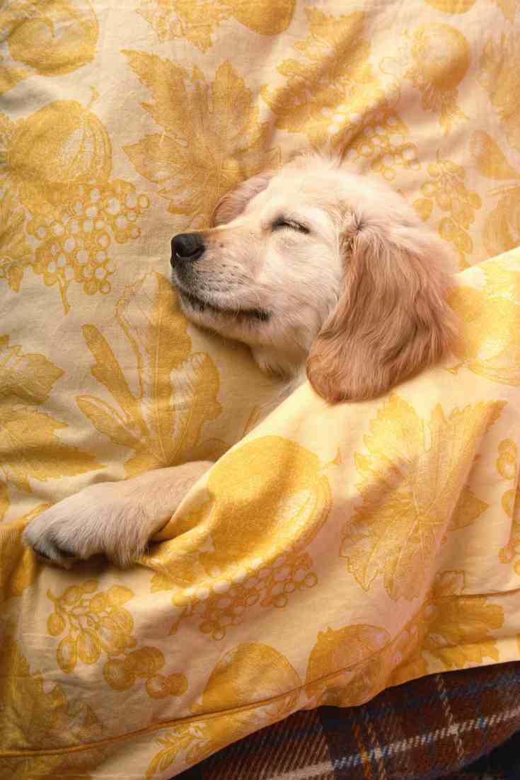 at what age do golden retriever puppies sleep through the night