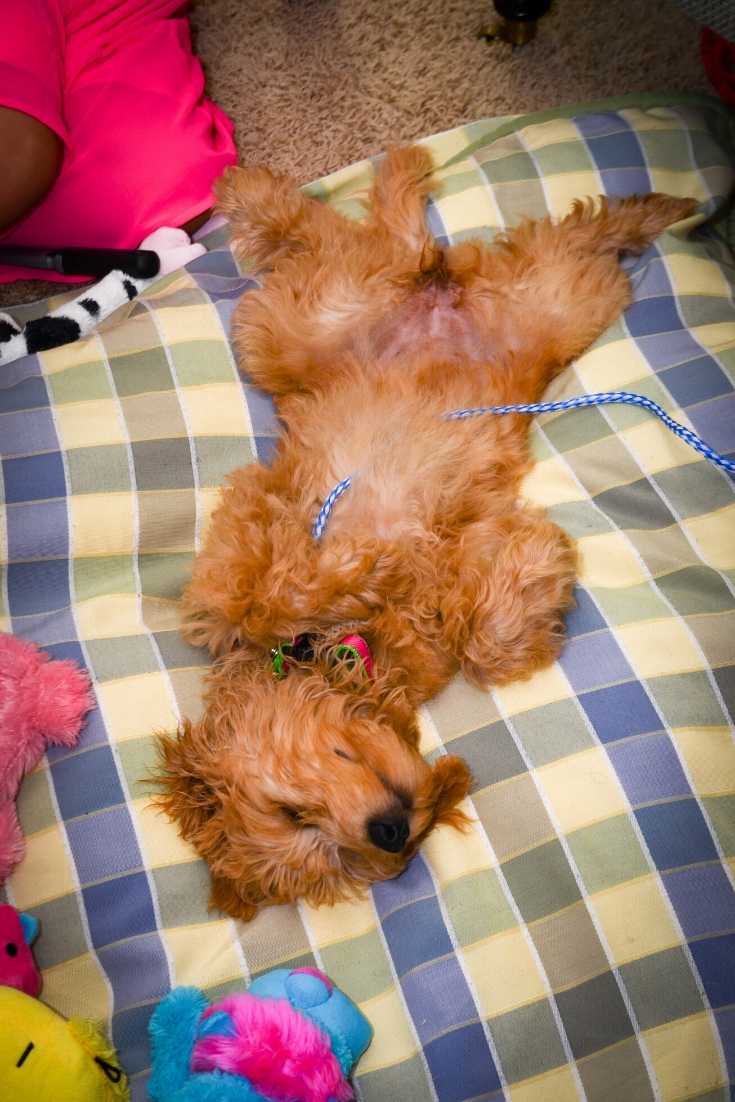 2 why do dogs sleep on their backs dogs, doodles, puppies