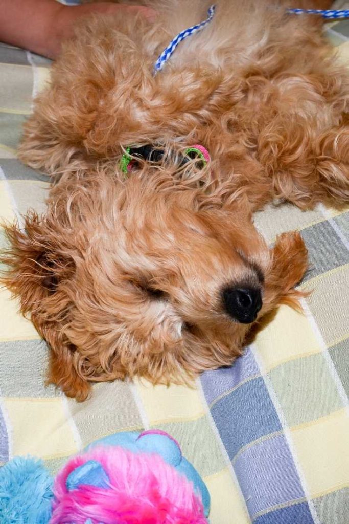 how much sleep do poodles need