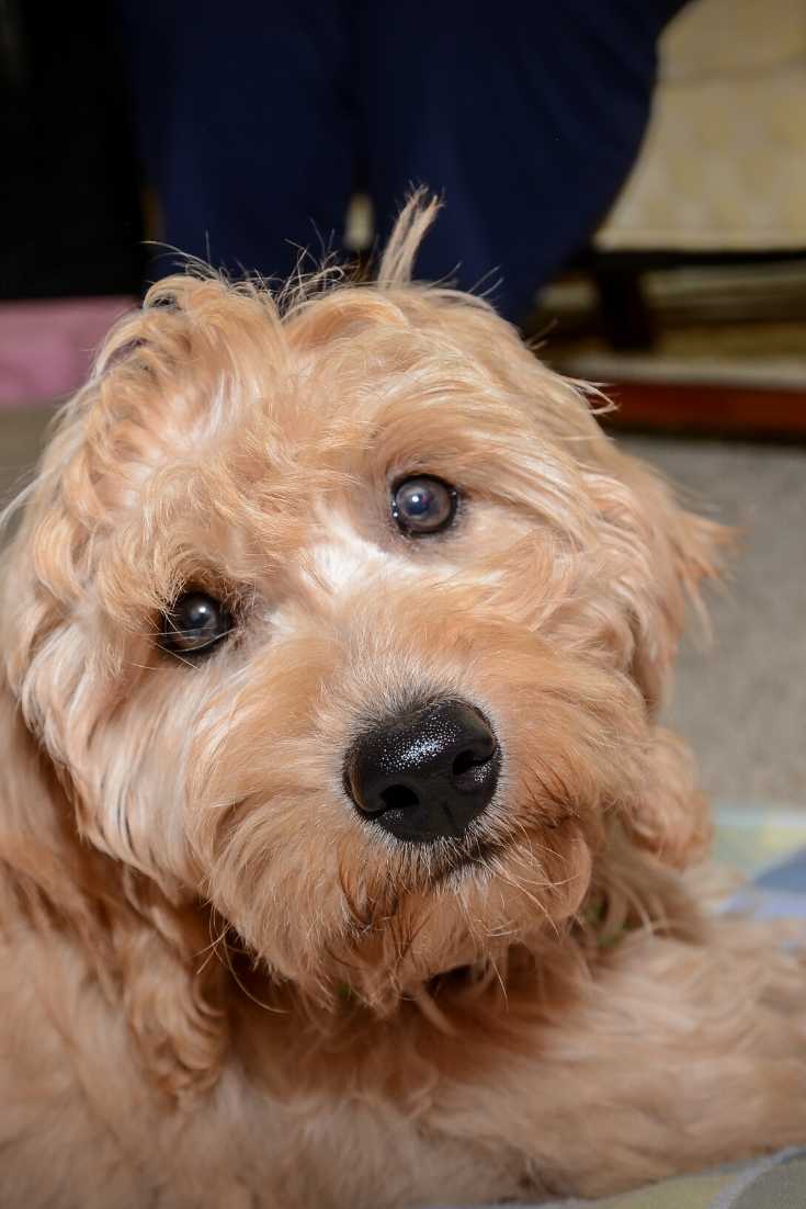 F2ミニGoldendoodle子犬の写真