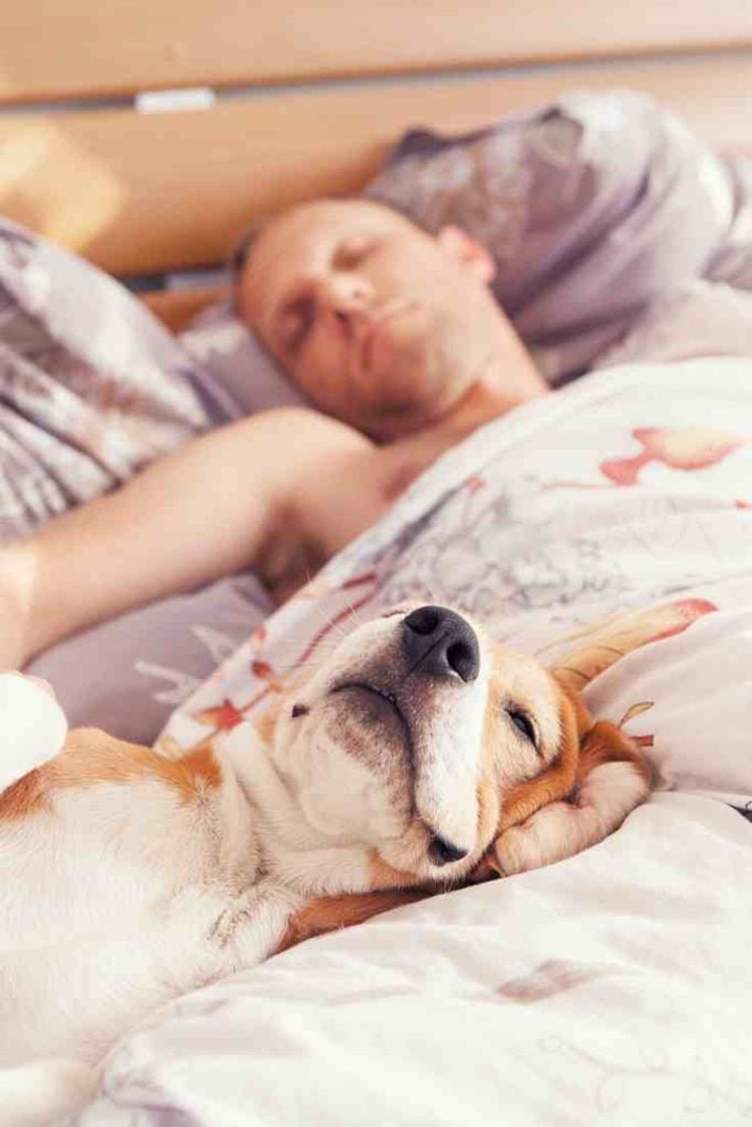 Do Dogs Like Sleeping Under The Bed