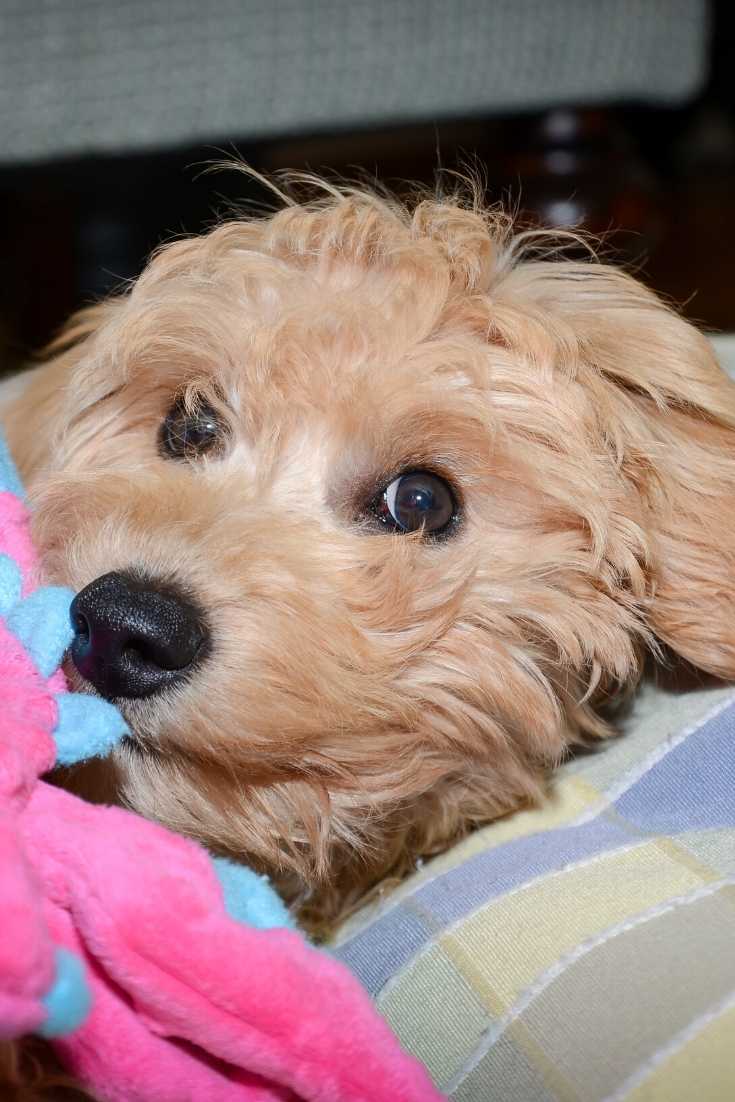 miniature mini goldendoodle