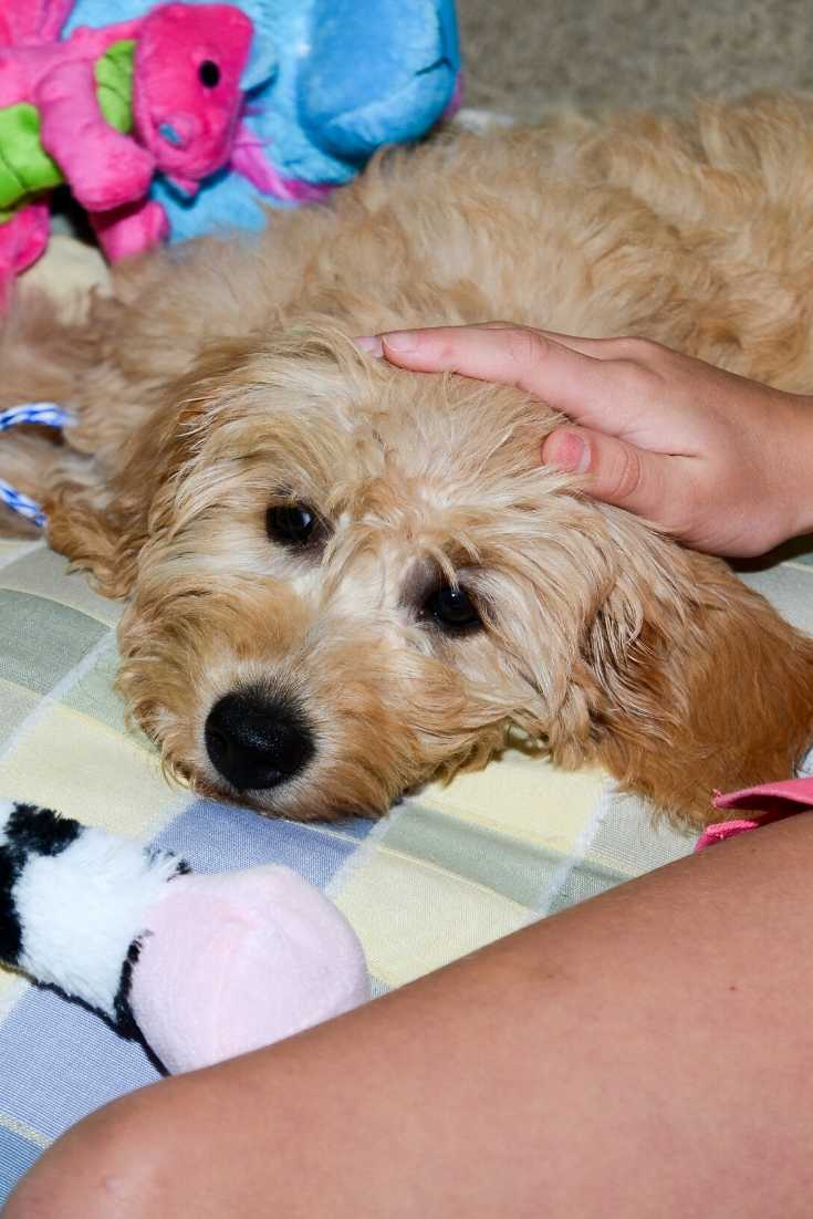 Are Mini Goldendoodles Good Lapdogs? #Doodles #Dogs #Puppies