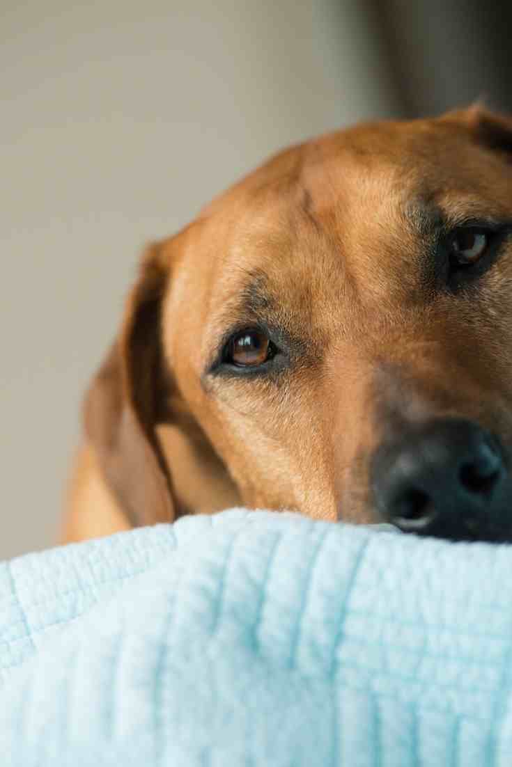 how long do dogs remember your scent