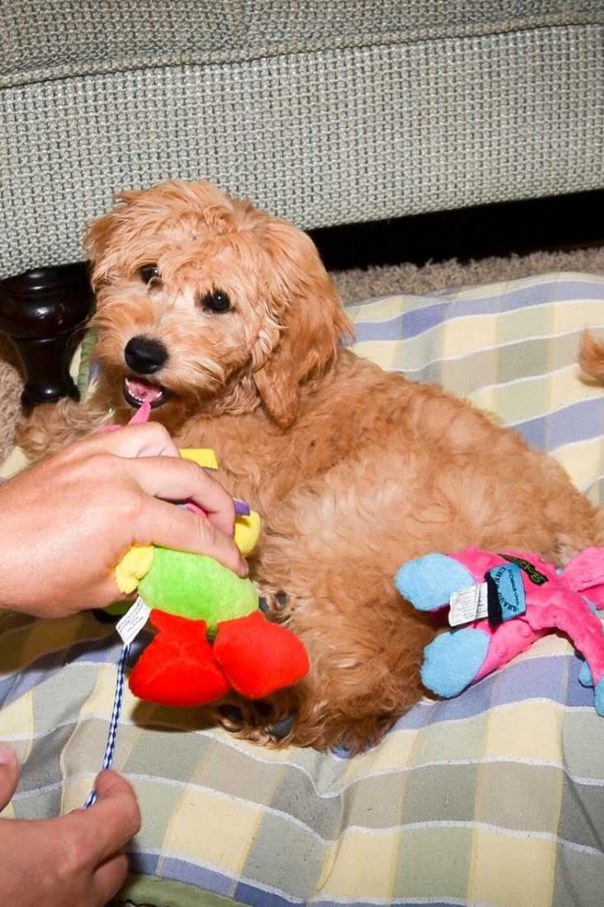 do goldendoodles shed puppy coat