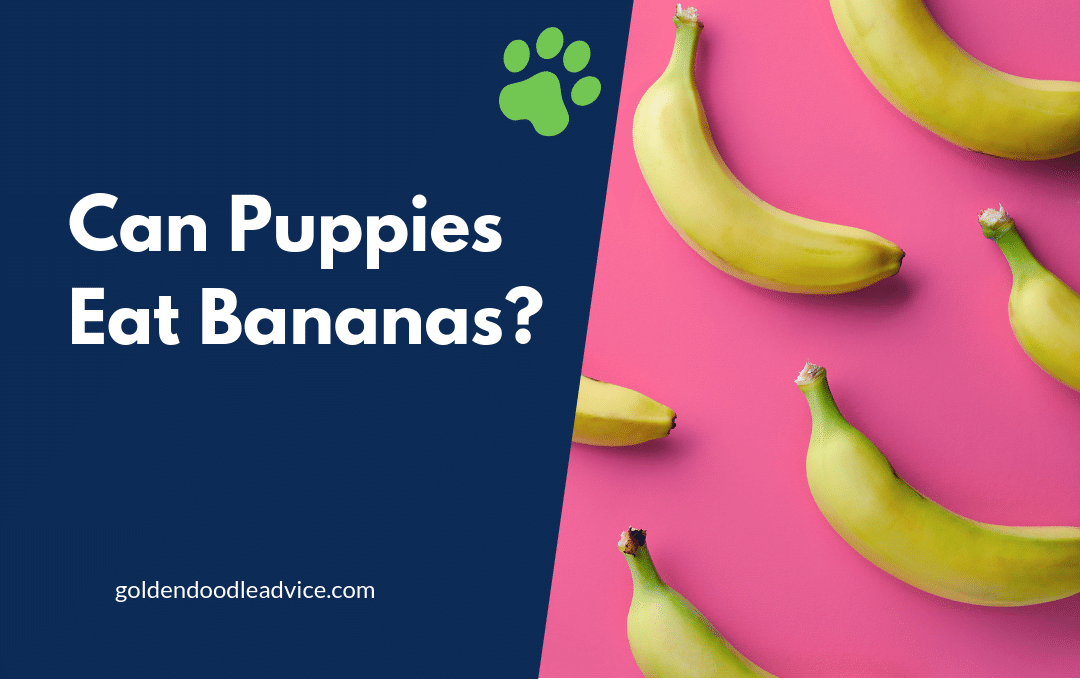 Can Goldendoodle Puppies Eat Bananas?