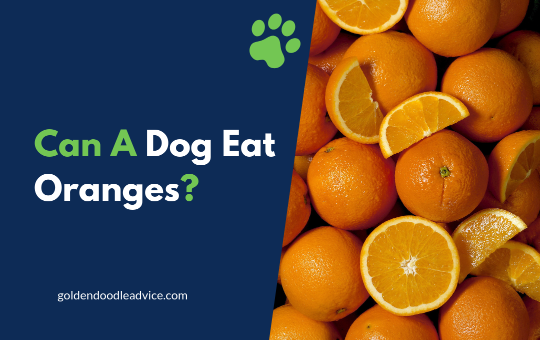 Can A Goldendoodle (Or Any Other Dog) Eat Oranges?