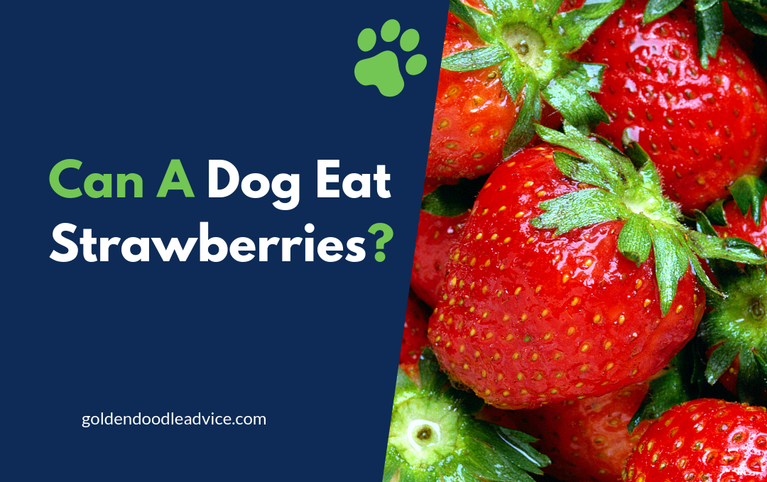 Can A Dog Eat Strawberries