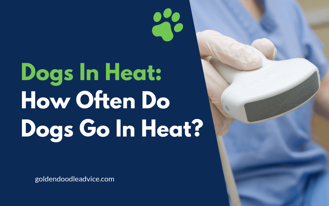 Dogs In Heat: How Often Do Dogs Go In Heat?