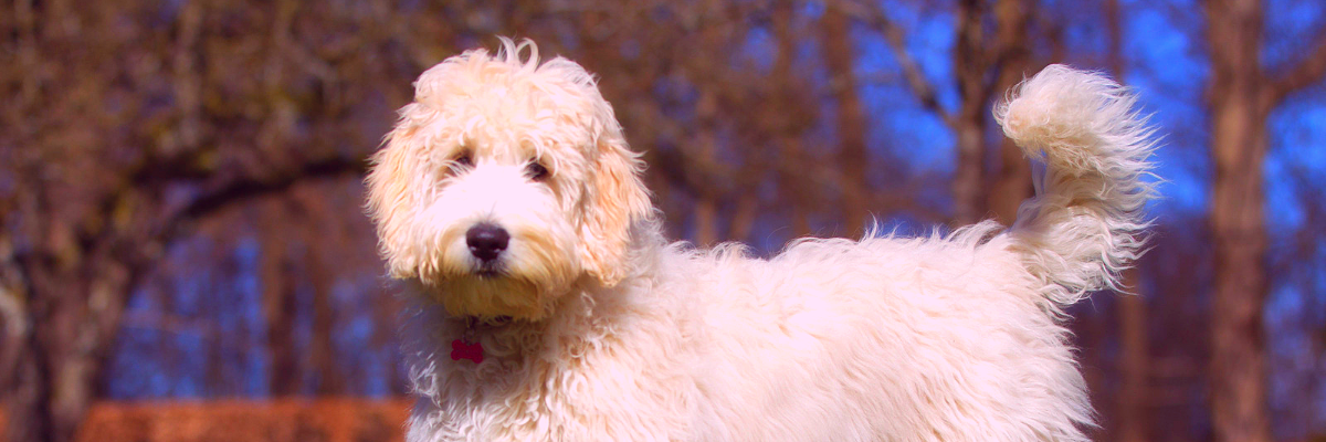 Are Goldendoodles Low Maintenance Goldendoodle Advice