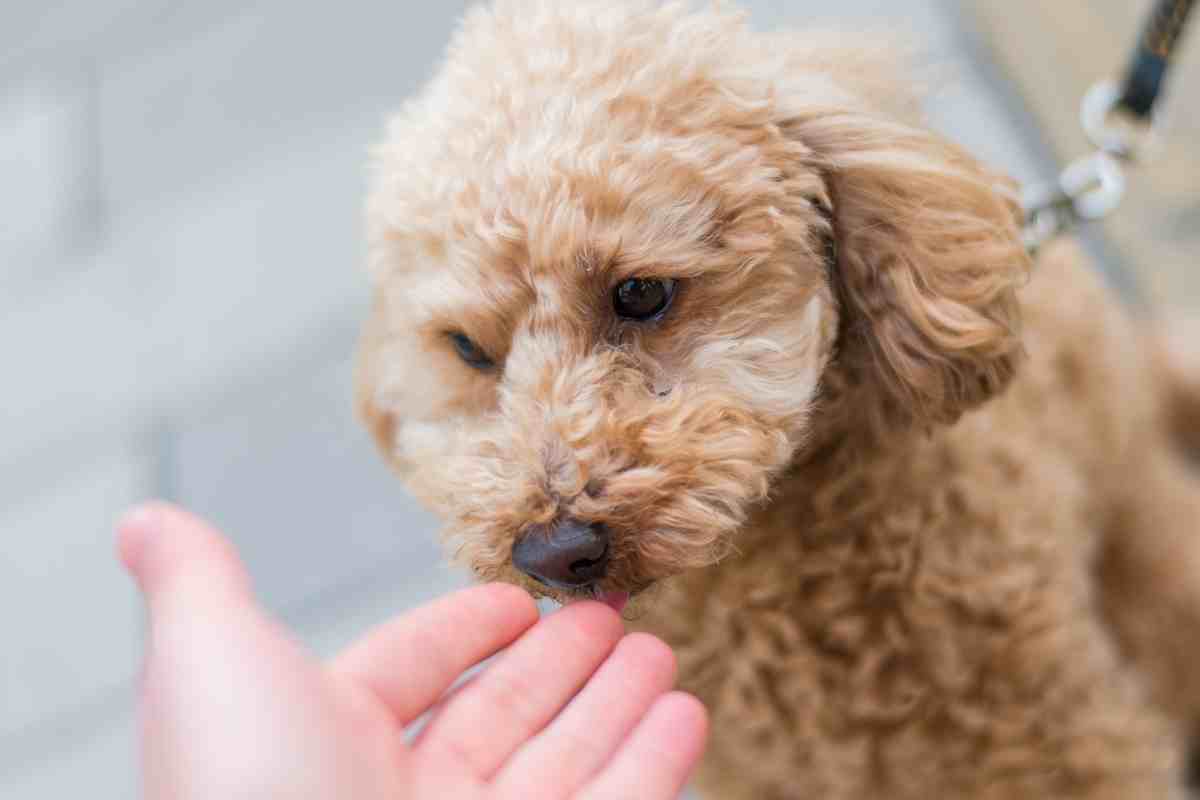 how long do dogs remember your scent