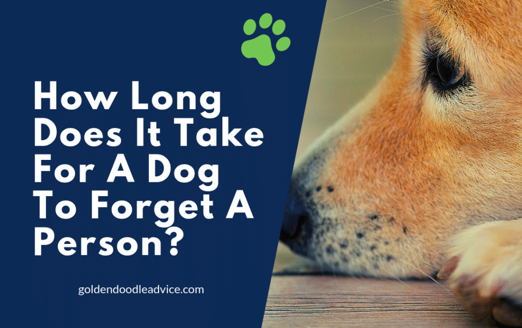How Long Does It Take For A Dog To Forget A Person? - Goldendoodle Advice
