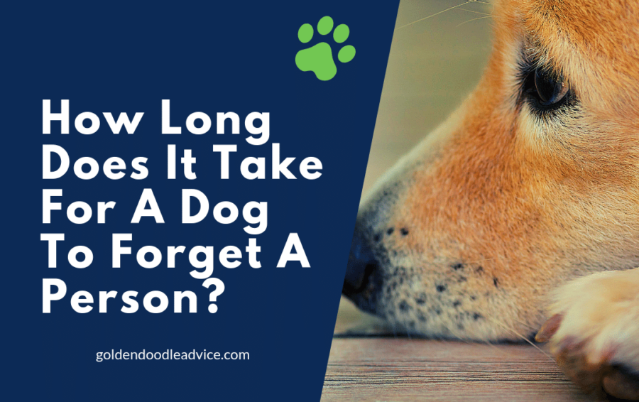 how long do dogs remember your scent