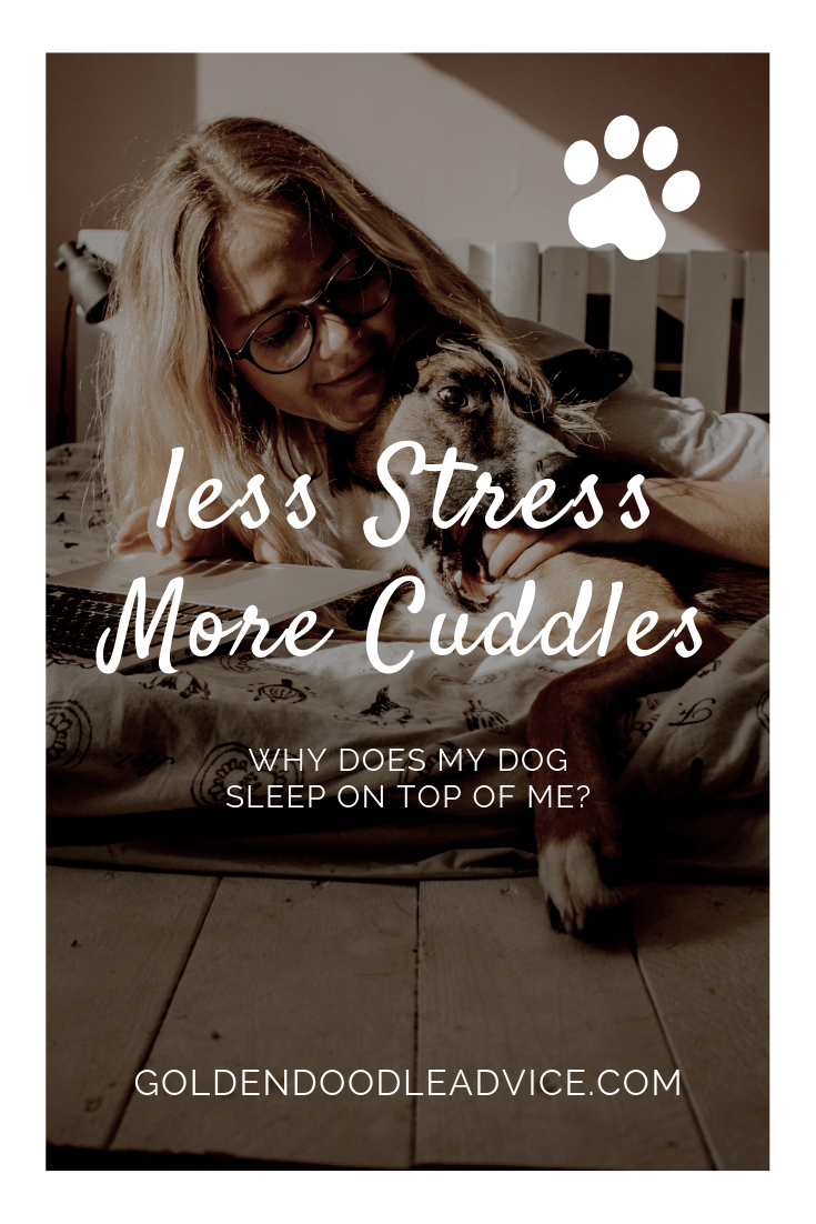 Less Stress More Cuddles why does my dog sleep on top of me
