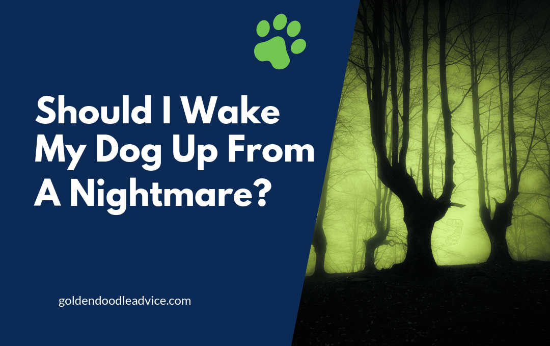 Should I Wake My Dog Up From A Nightmare?