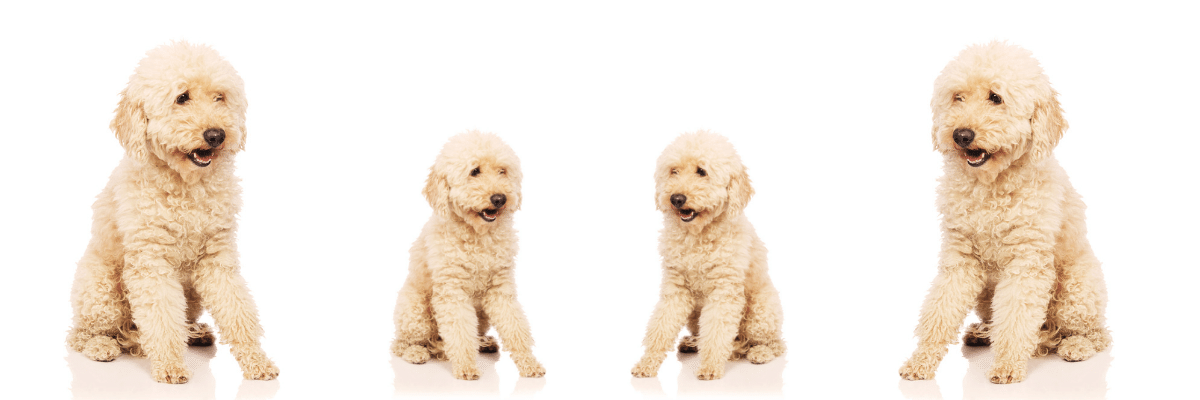 What is the difference between an F1 and F1B Goldendoodle 