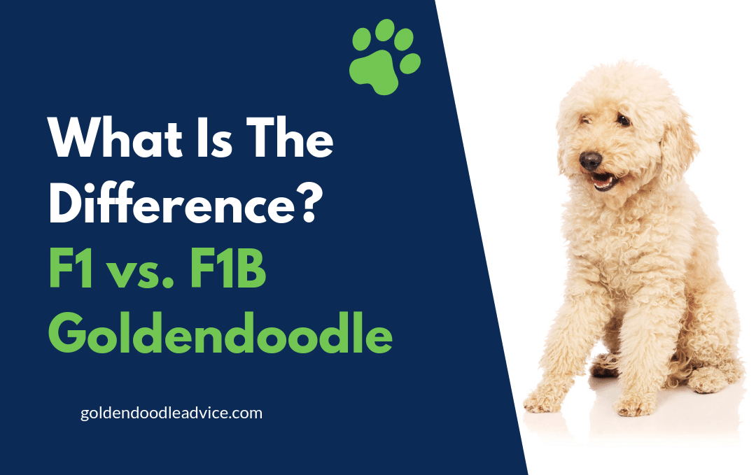 f1b goldendoodle meaning