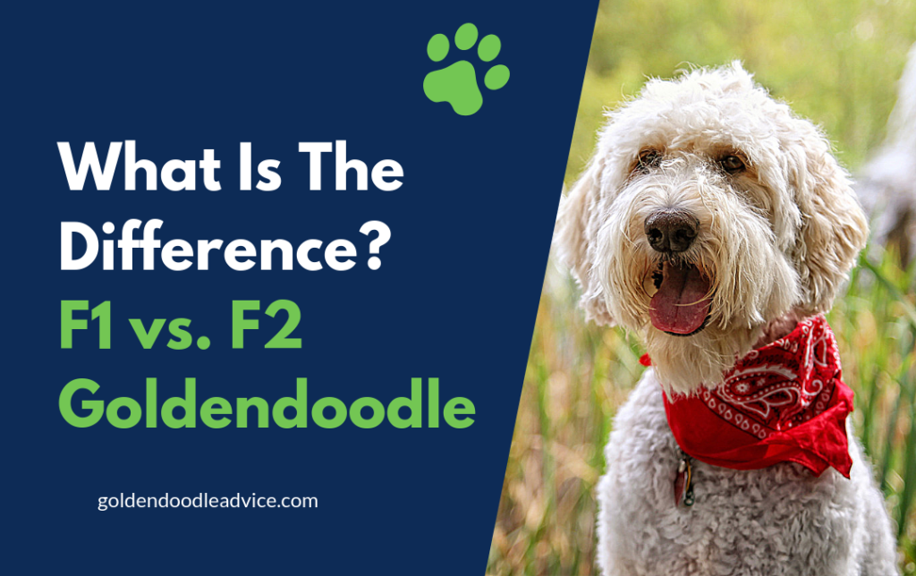 What Is The Difference Between F1 and F2 Goldendoodles 