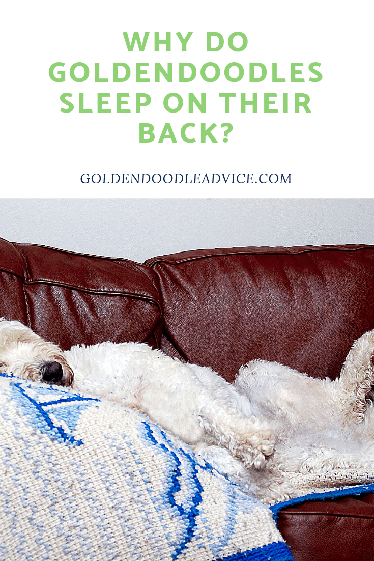 Why Do GoldenDoodles Sleep On Their Back Goldendoodle Advice
