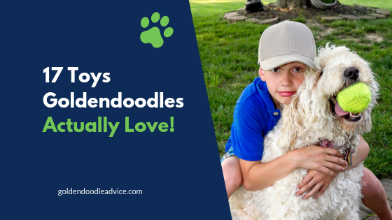 Best Toys for Goldendoodles: A Doodle Dog Mom's Top 6 Picks🐾 -  Happy-Go-Doodle®