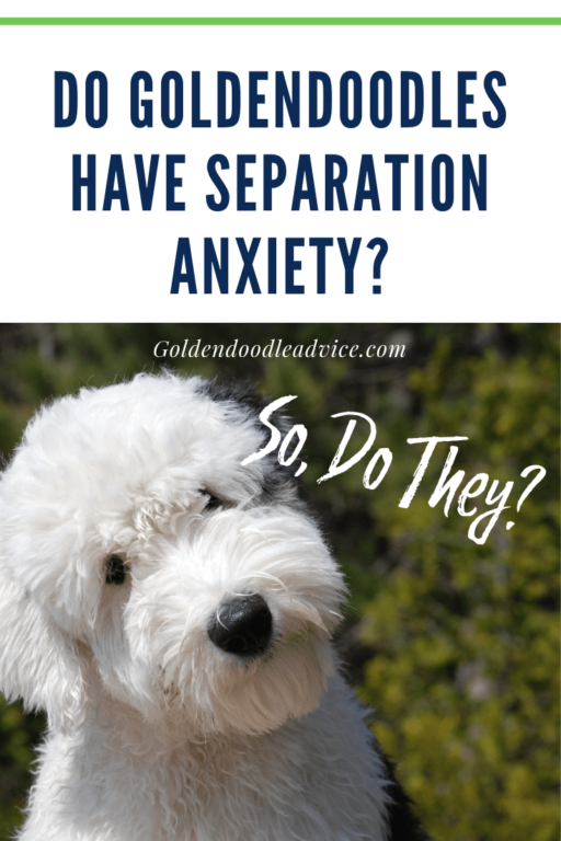 Do Goldendoodles Have Separation Anxiety_ Goldendoodles Goldendoodle