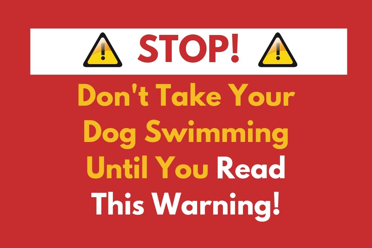 Don’t Take Your Dog Swimming Until You Read This Warning!