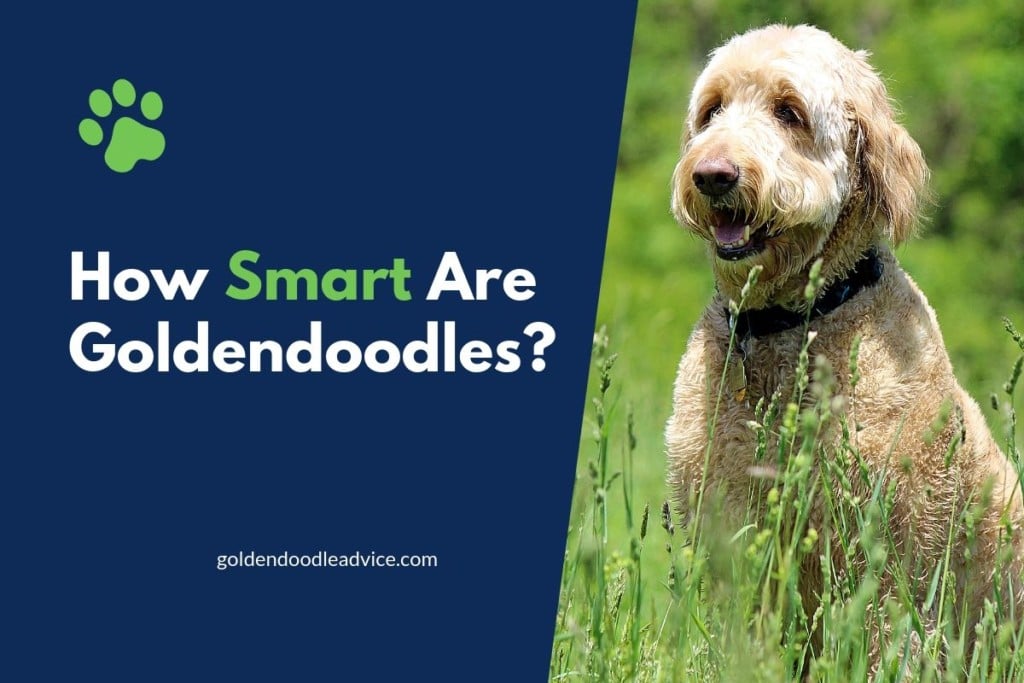 are-goldendoodles-smart-how-smart-are-goldendoodles