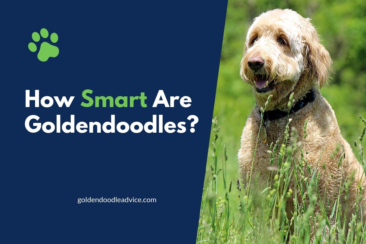 goldendoodle intelligence