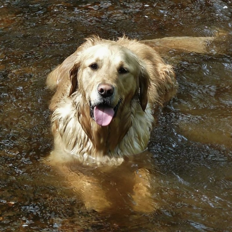 dogswimminginpond Goldendoodle Advice