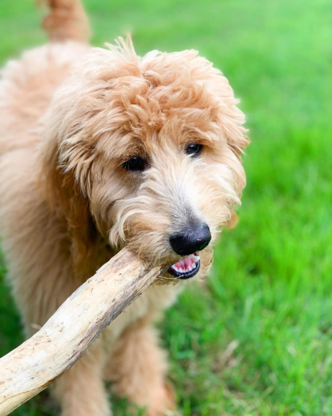 goldendoodle smile