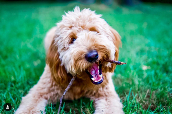 The Complete Goldendoodle Growth Stages Guide | Written By Veterinarian, Dr. Sara Ochoa - Dog Dental Health