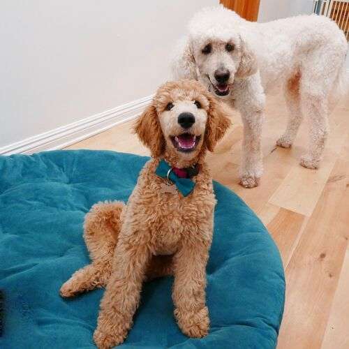 Are Goldendoodles Better In Pairs?