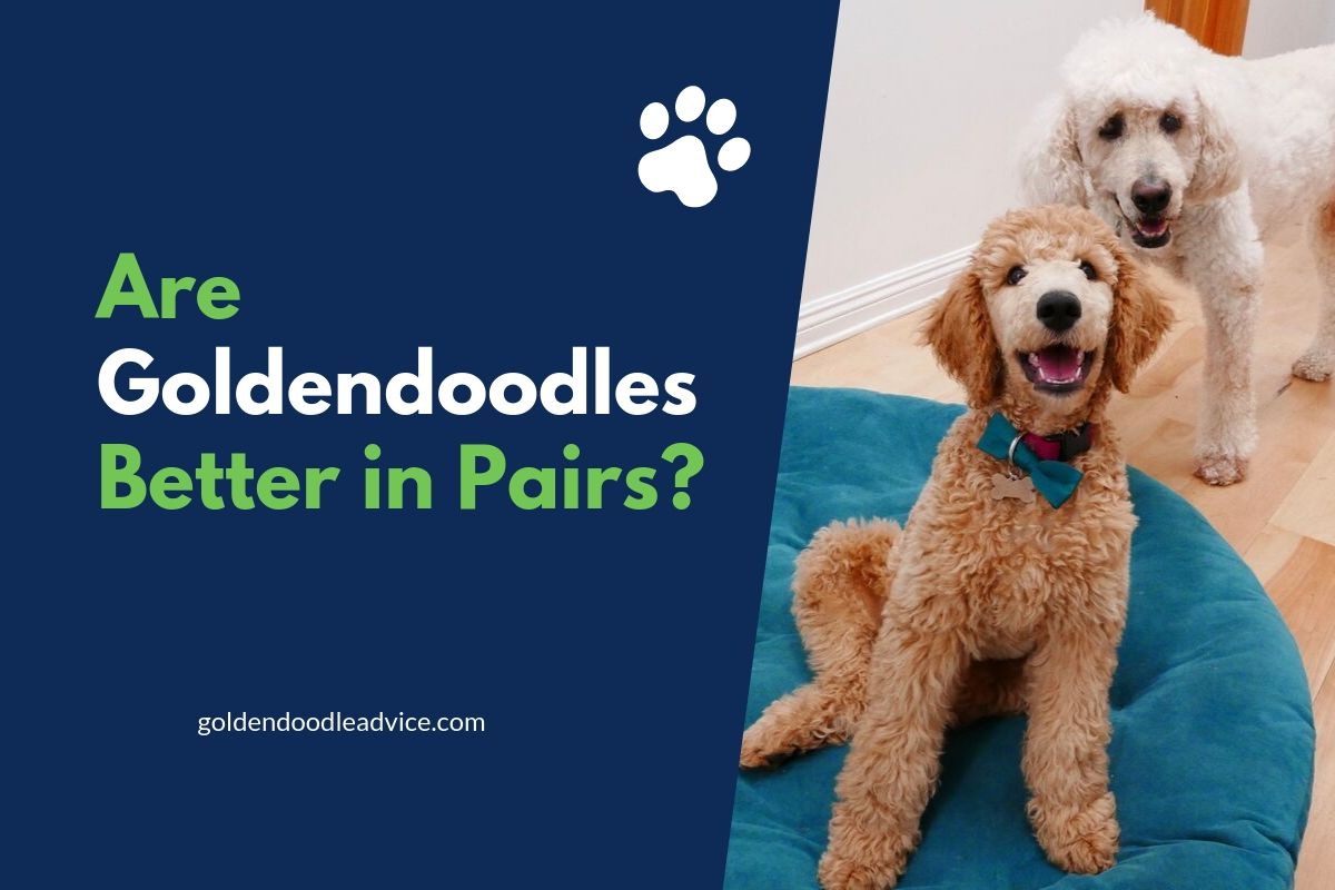 Are Goldendoodles Better In Pairs?