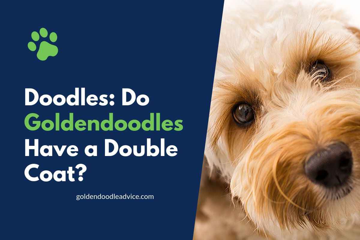 Doodles: Do Goldendoodles Have A Double Coat?