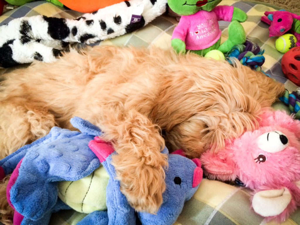 goldendoodle puppy stuffed animal