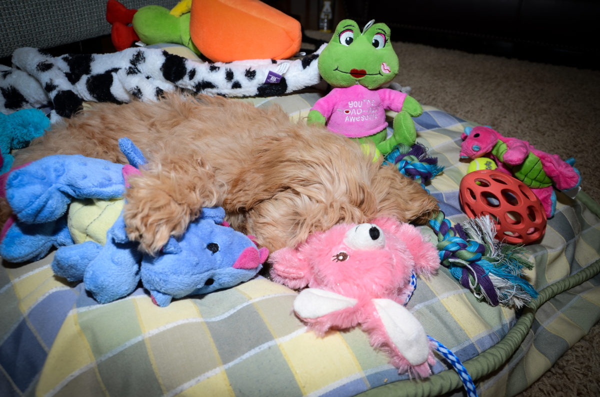 What Is An F1B Mini Goldendoodle 