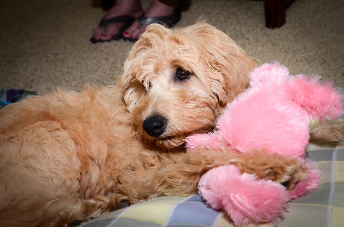 Lexie - Kaos Farm Goldendoodles - Goldendoodle Cost: Puppy Prices &Amp; Daily Maintenance