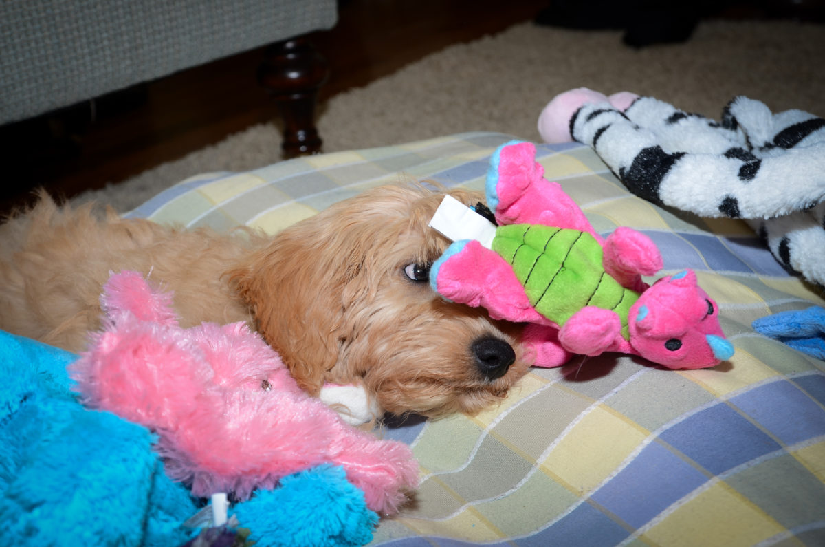 most expensive goldendoodle