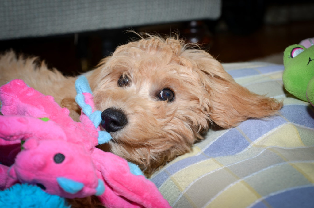 goldendoodle stuffed toy