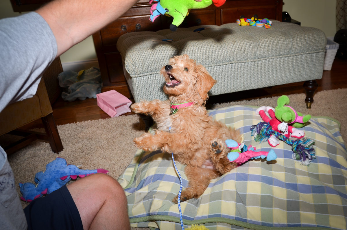 Goldendoodle Toys