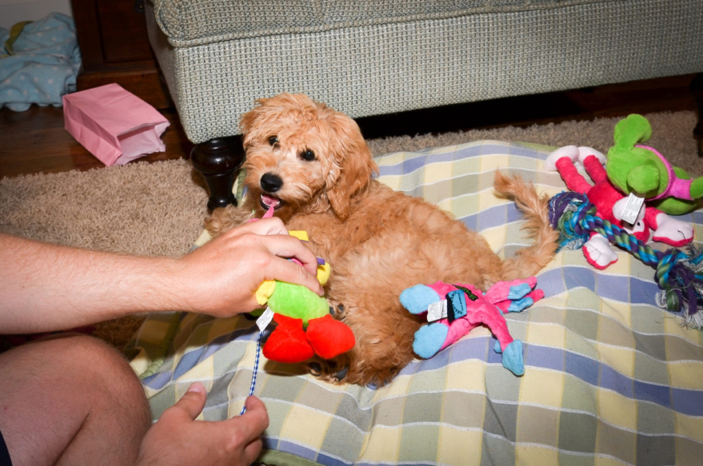 mini goldendoodle stuffed animal