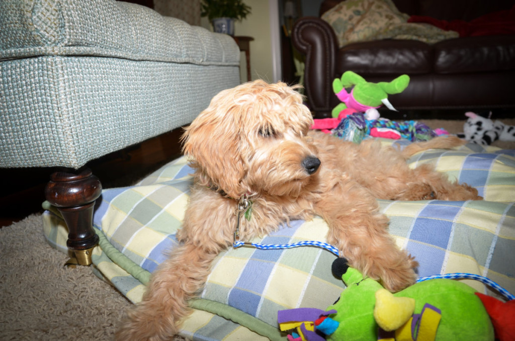 how big will my mini goldendoodle get