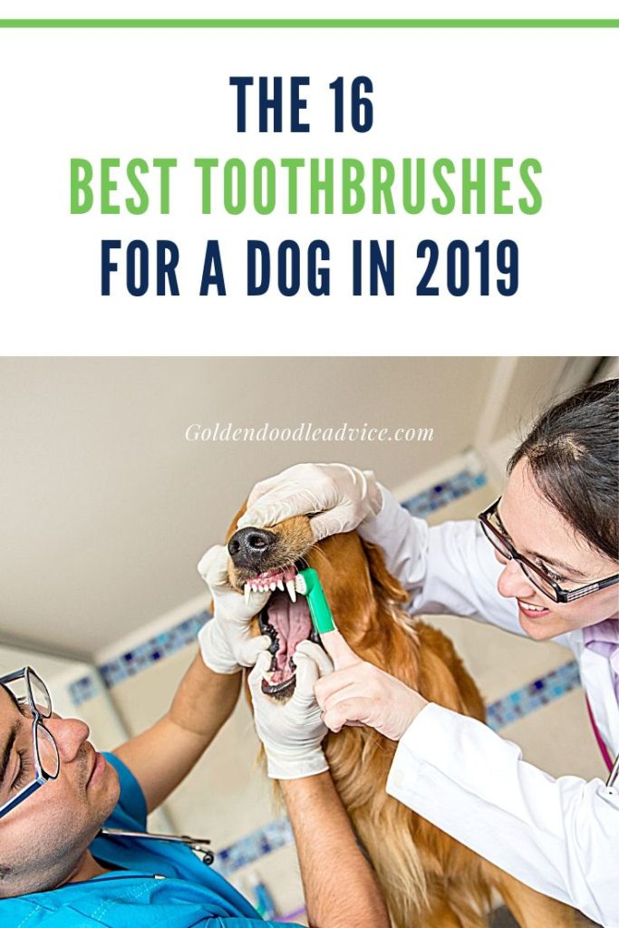 The 16 Best Toothbrushes for Dogs in 2019 Goldendoodle Advice