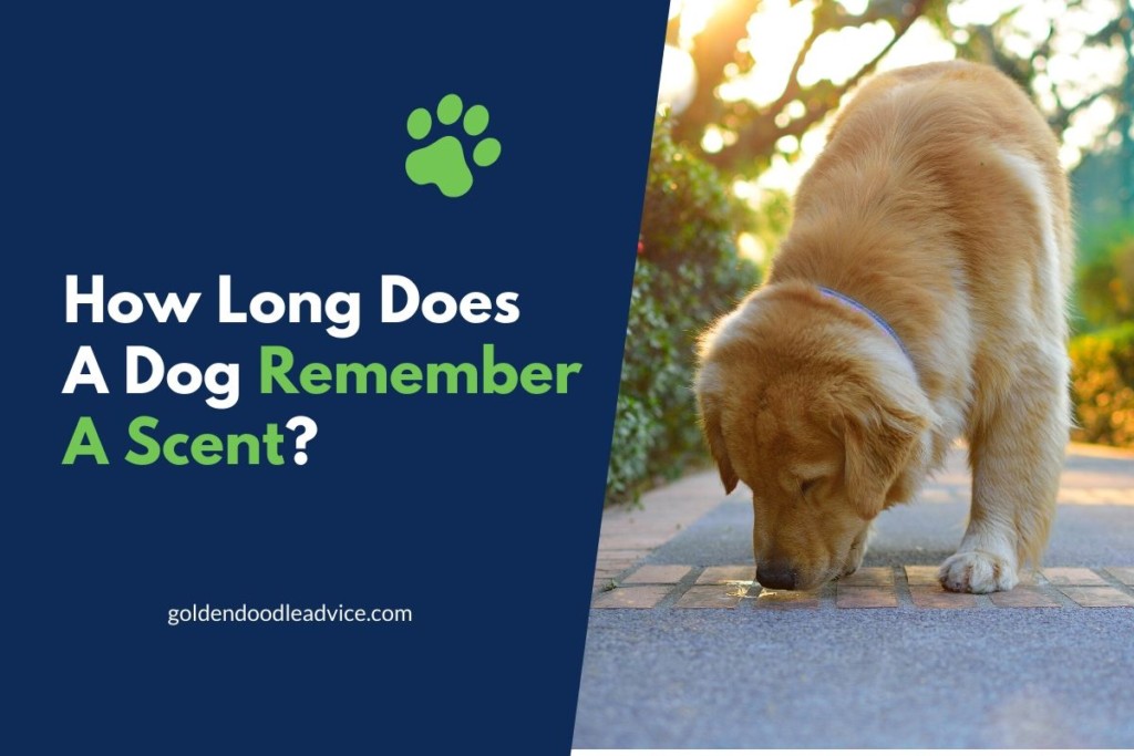 How Long Does It Take For A Dog To A Person?