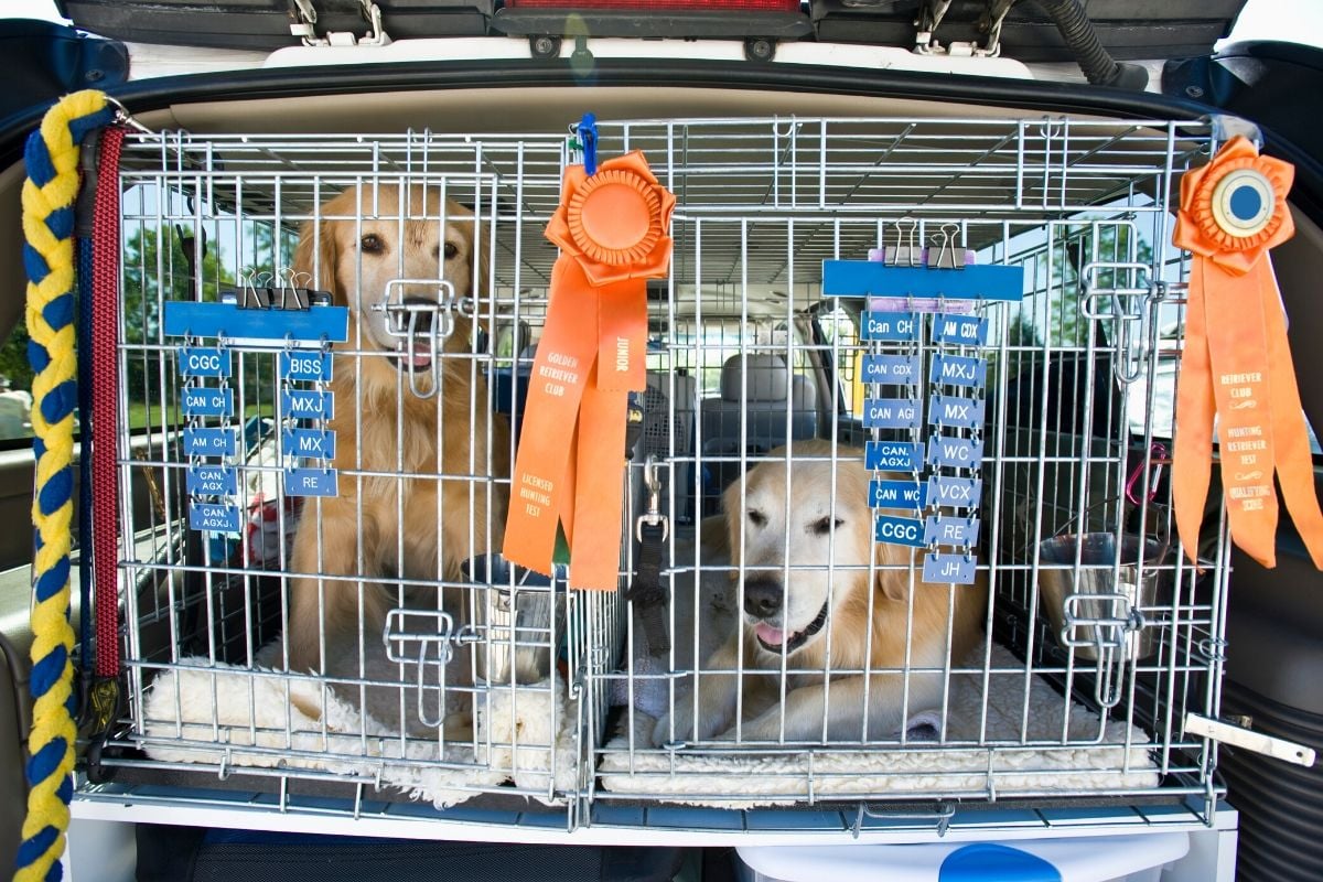 The Importance Of Crate Training Goldendoodles