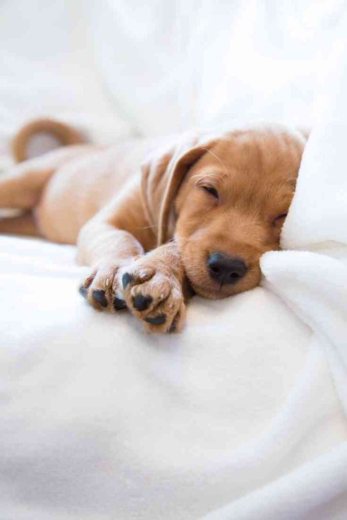 Why Do Dogs Sleep At The End Of The Bed_ #Dogs, #Puppies, #Doodles